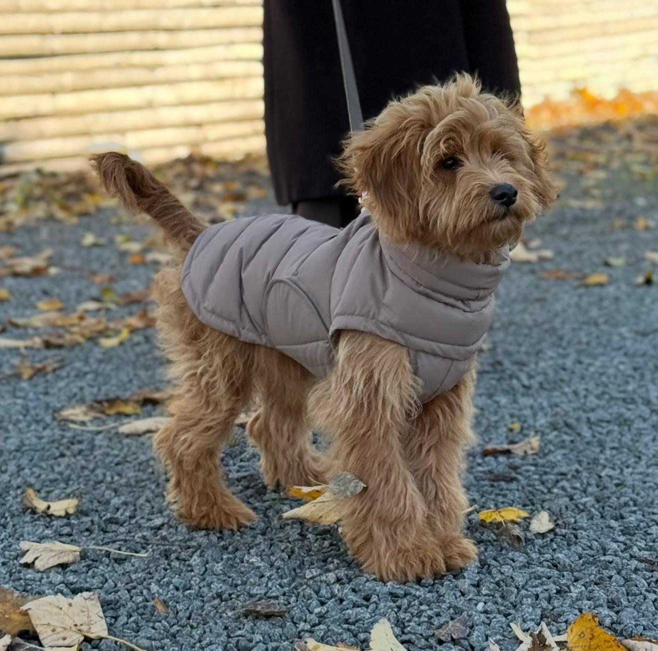 EVA hundejakke til vinter i brun farve fra ByDoodleDog med høj krave