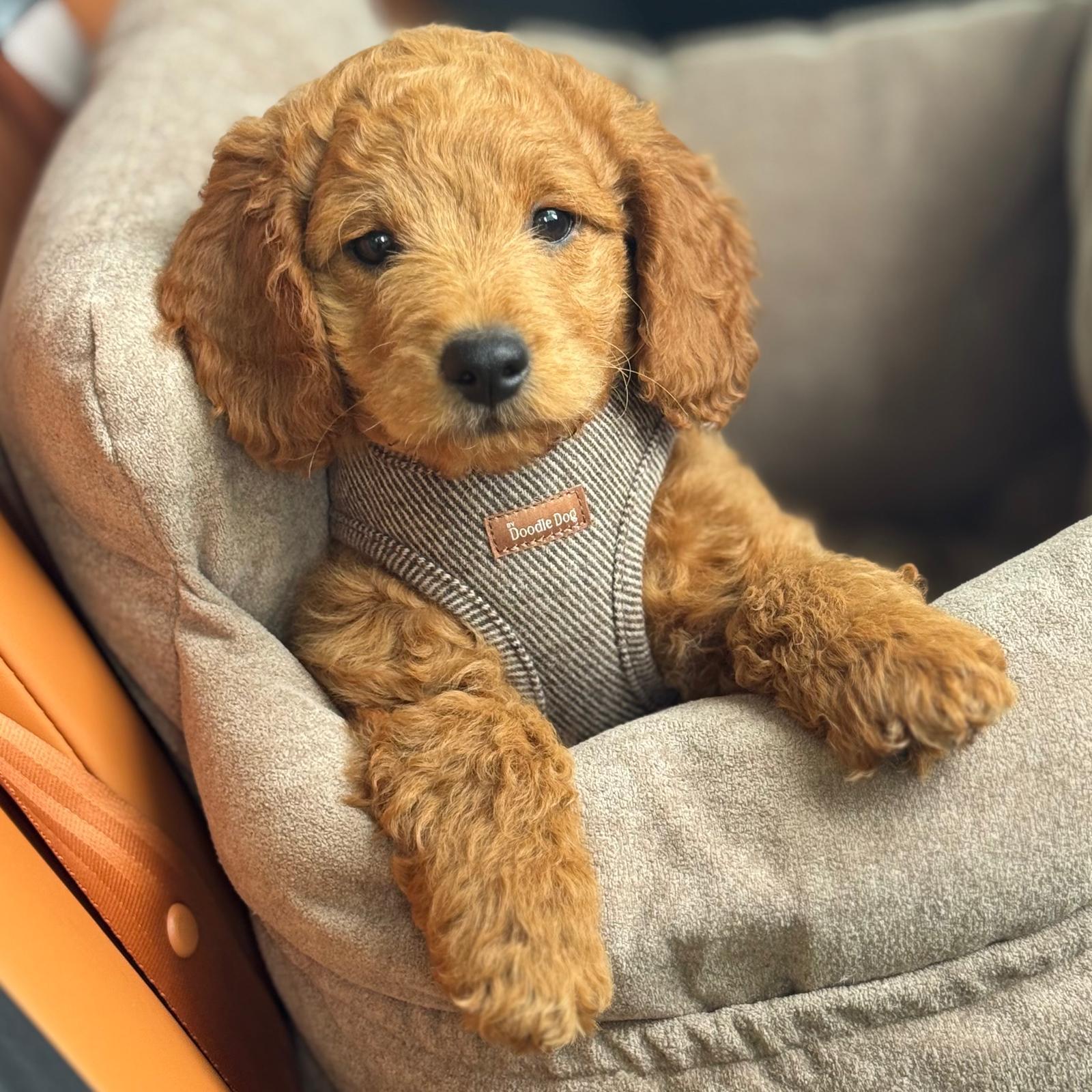 Nora kropssele i brun tweed fra ByDoodleDog