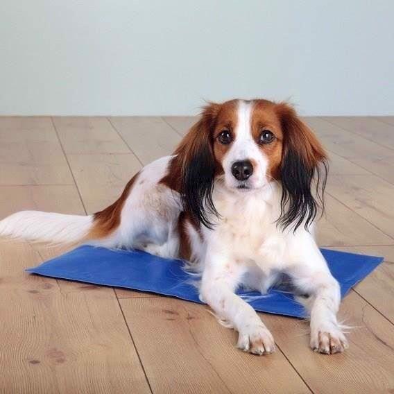 Blåt kølende køletæppe til hunde i deluxe-model fra MyPets