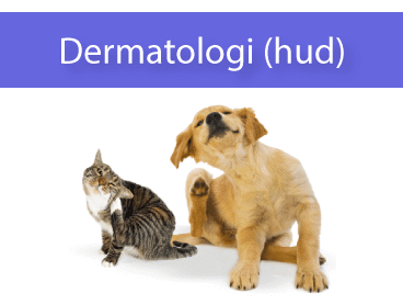 Dermatologi (hud)
