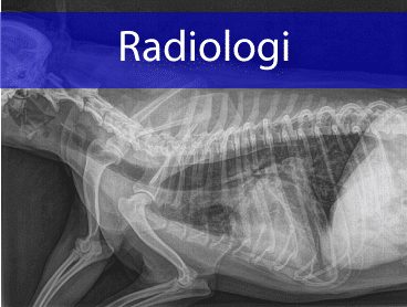 Radiologi (røntgen)