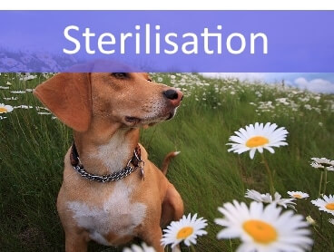 Sterilisation af hunde